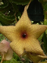 Starfish Cactus, Zulu Giant, Carrion Flower, Stapelia gigantea, S. nobilis, Orbea variegata